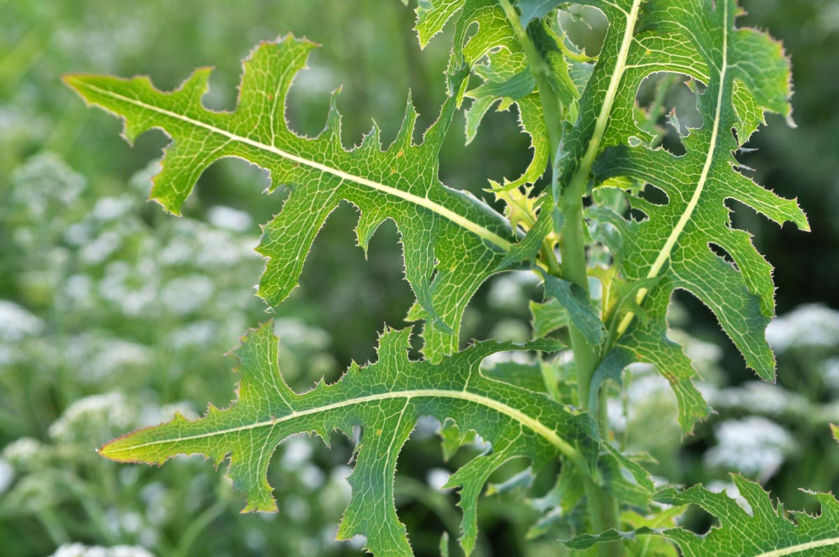 Prickly lettuce leaves are deeply lobed