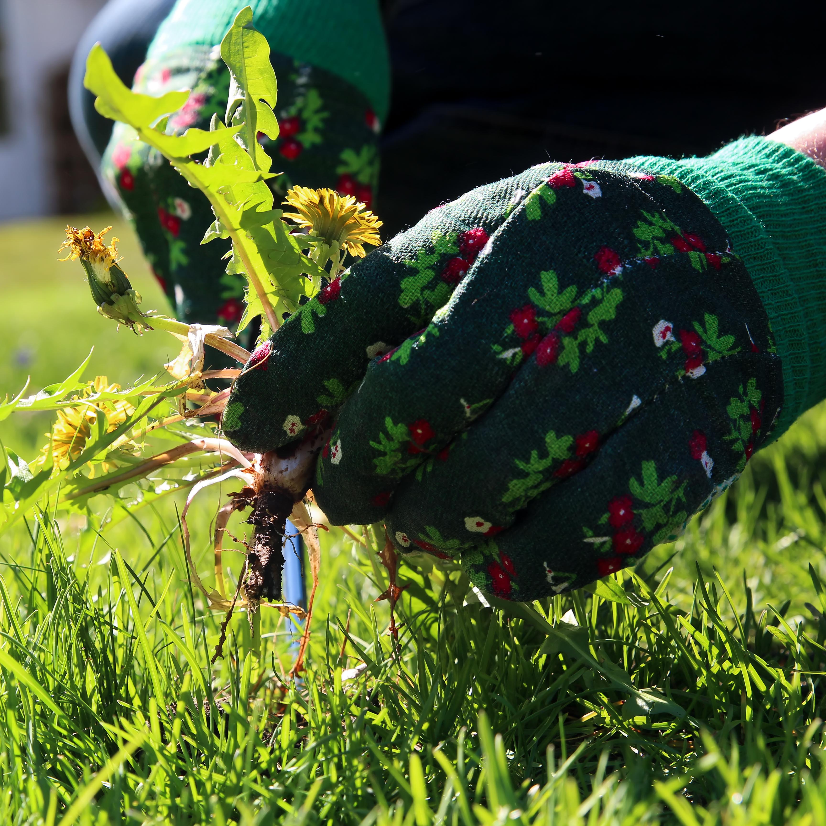 Pulling dandelions from the yard. Saklakova / iStock / via Getty Images