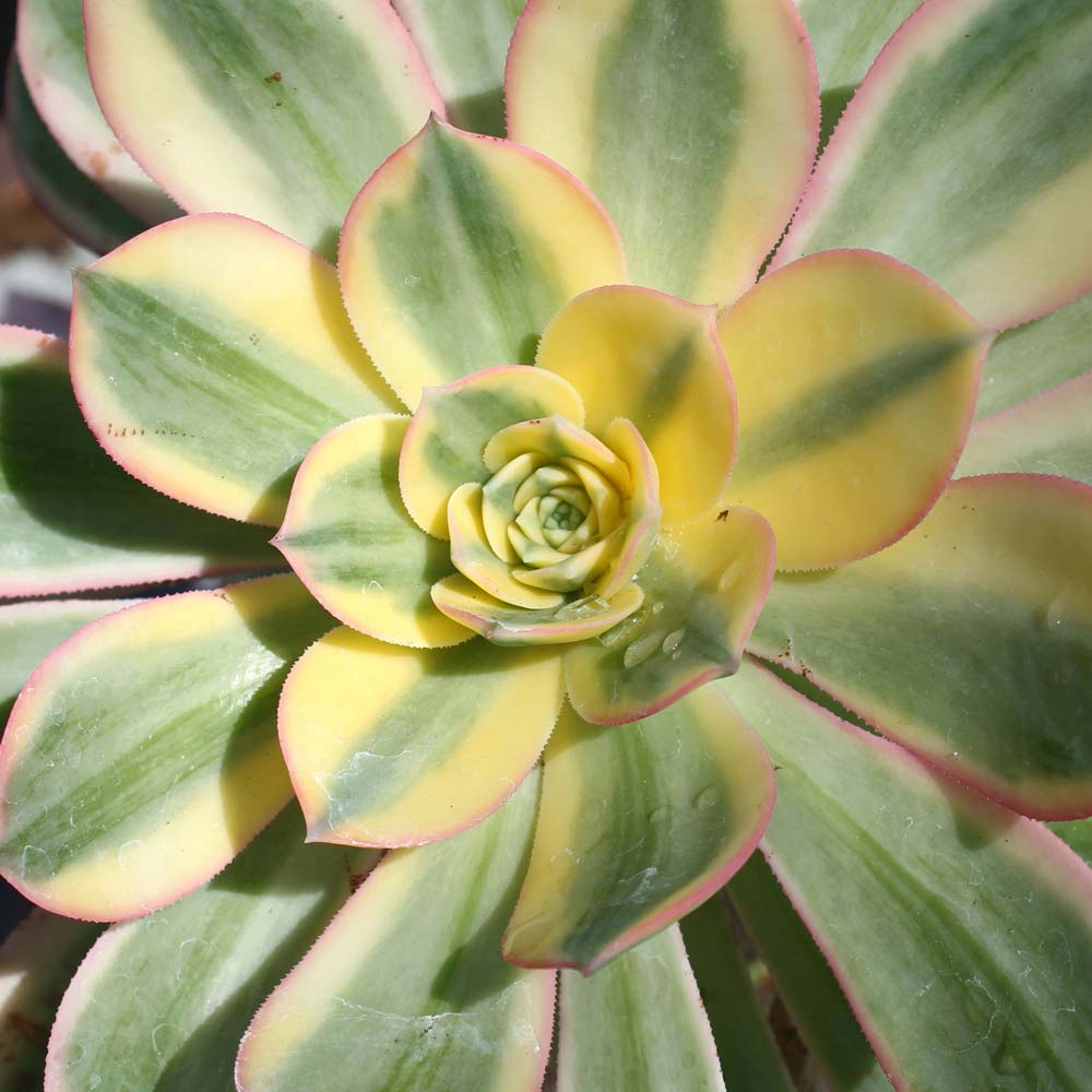 Aeonium ‘Sunburst’