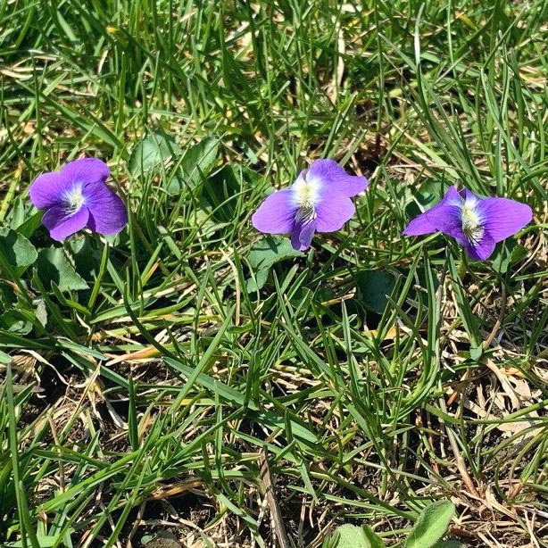 Common blue violet in a lawn