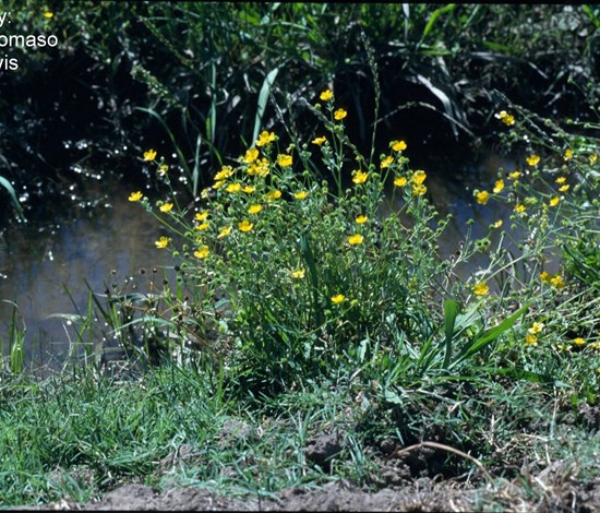 California buttercup