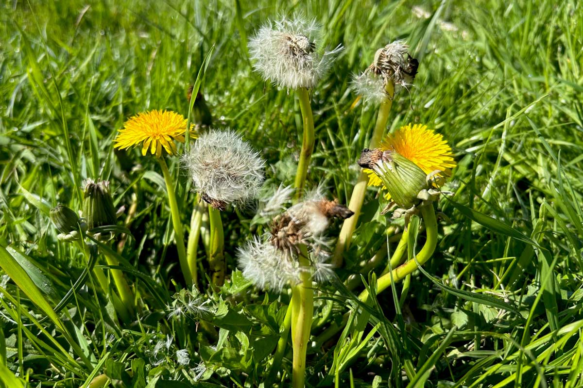 Dandelions gone to seed