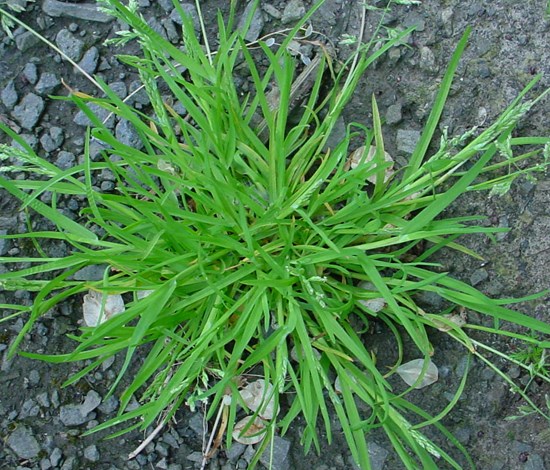 Annual bluegrass Poa Annua