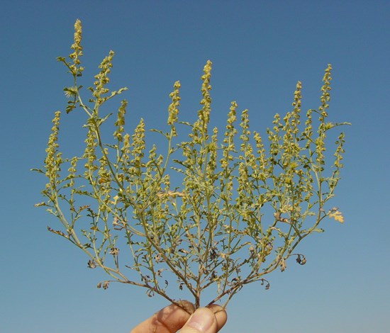 Annual bursage Ambrosia Acanthicarpa