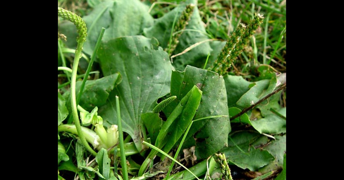 How to Get Rid of Plantain in the Lawn