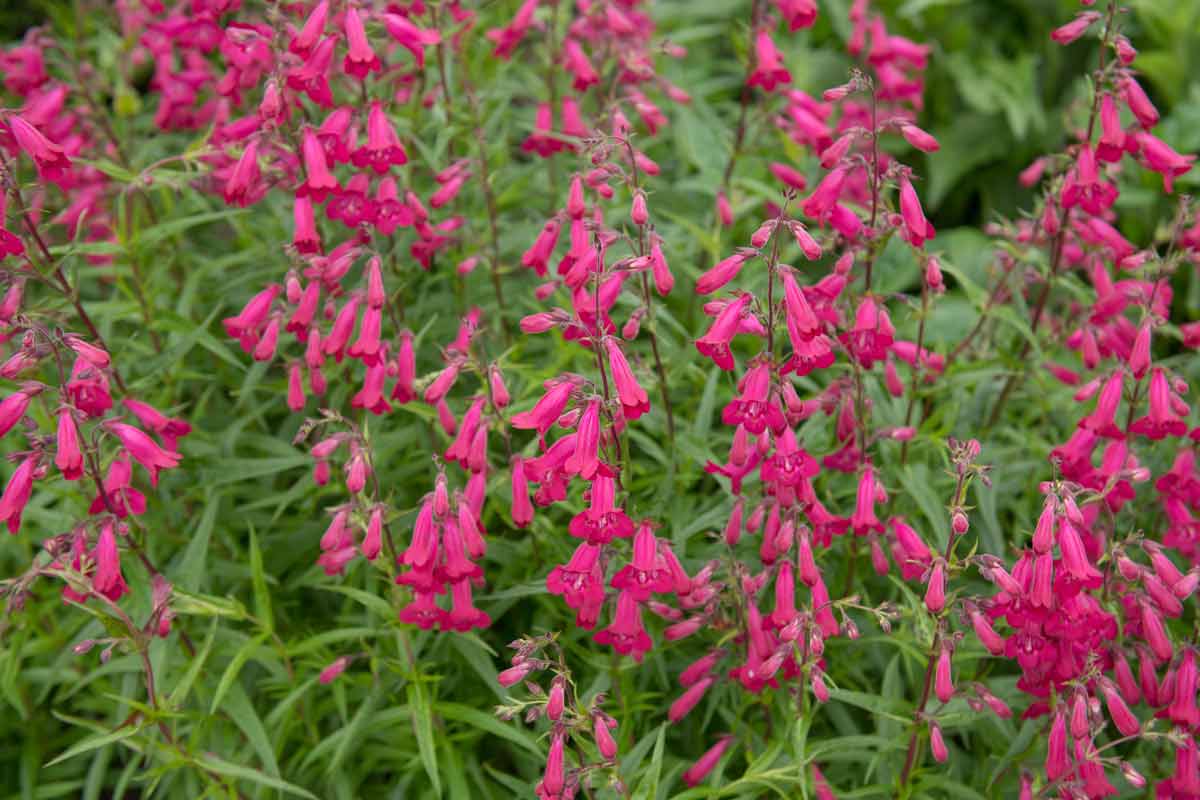 Penstemon