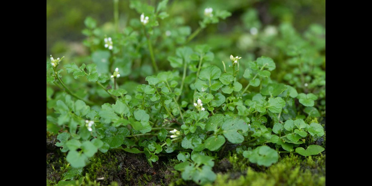 How to Control Hairy Bittercress