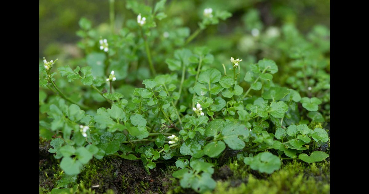 How to Control Hairy Bittercress