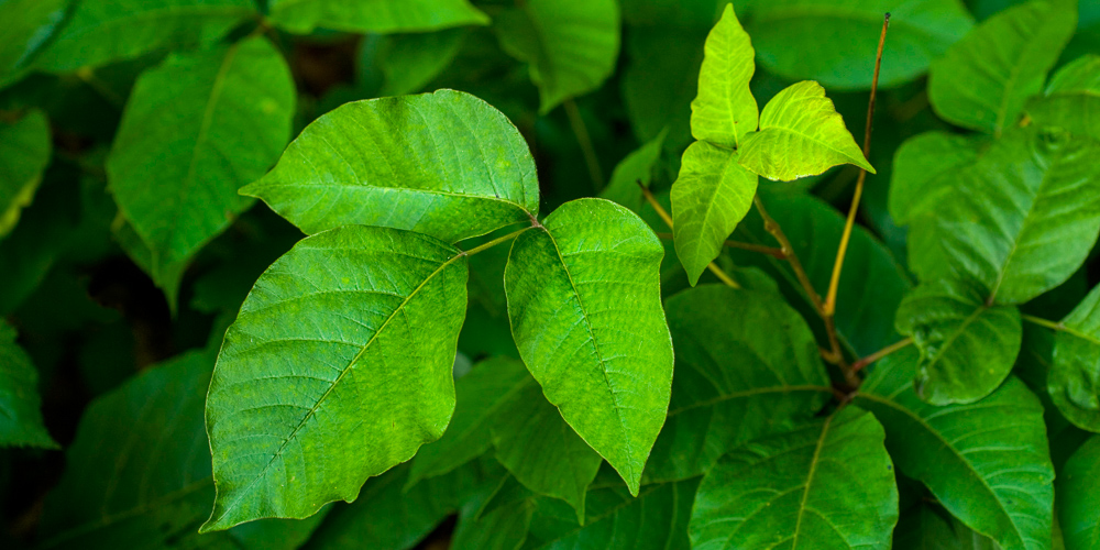 Poison Ivy