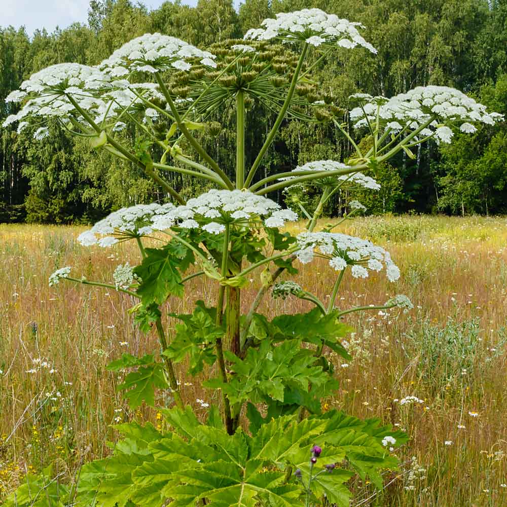 Cow parsnip (Heracleum maximum)