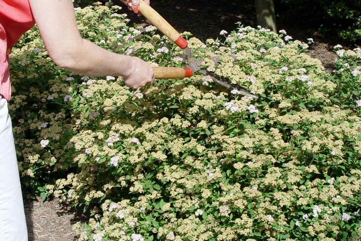 Trimming spirea