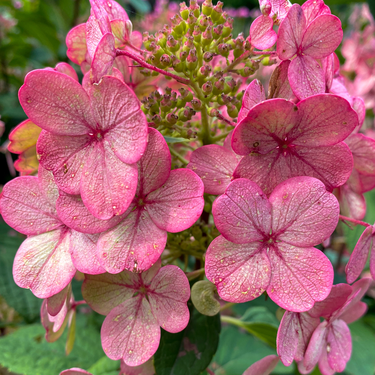 Pink Hydrangeas