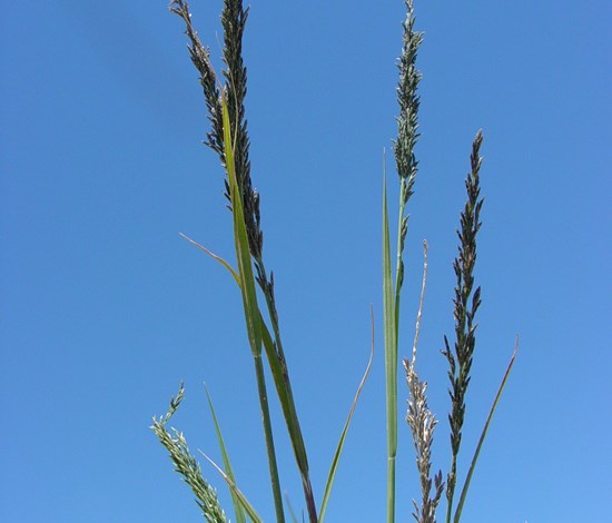 sprangletop flowerhead