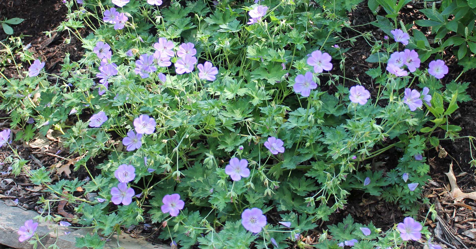Geranium Azure Rush