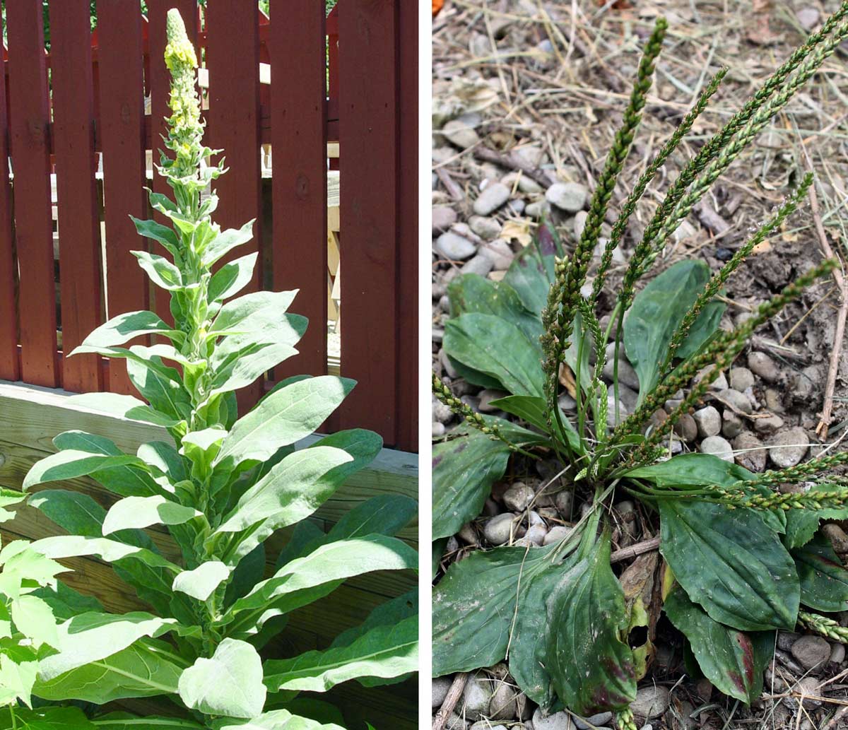 Mullein and broadleaf plantain weeds prefer acidic soil.