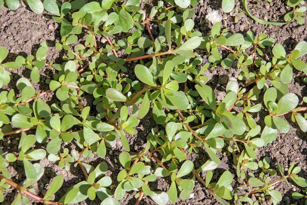 Purslane