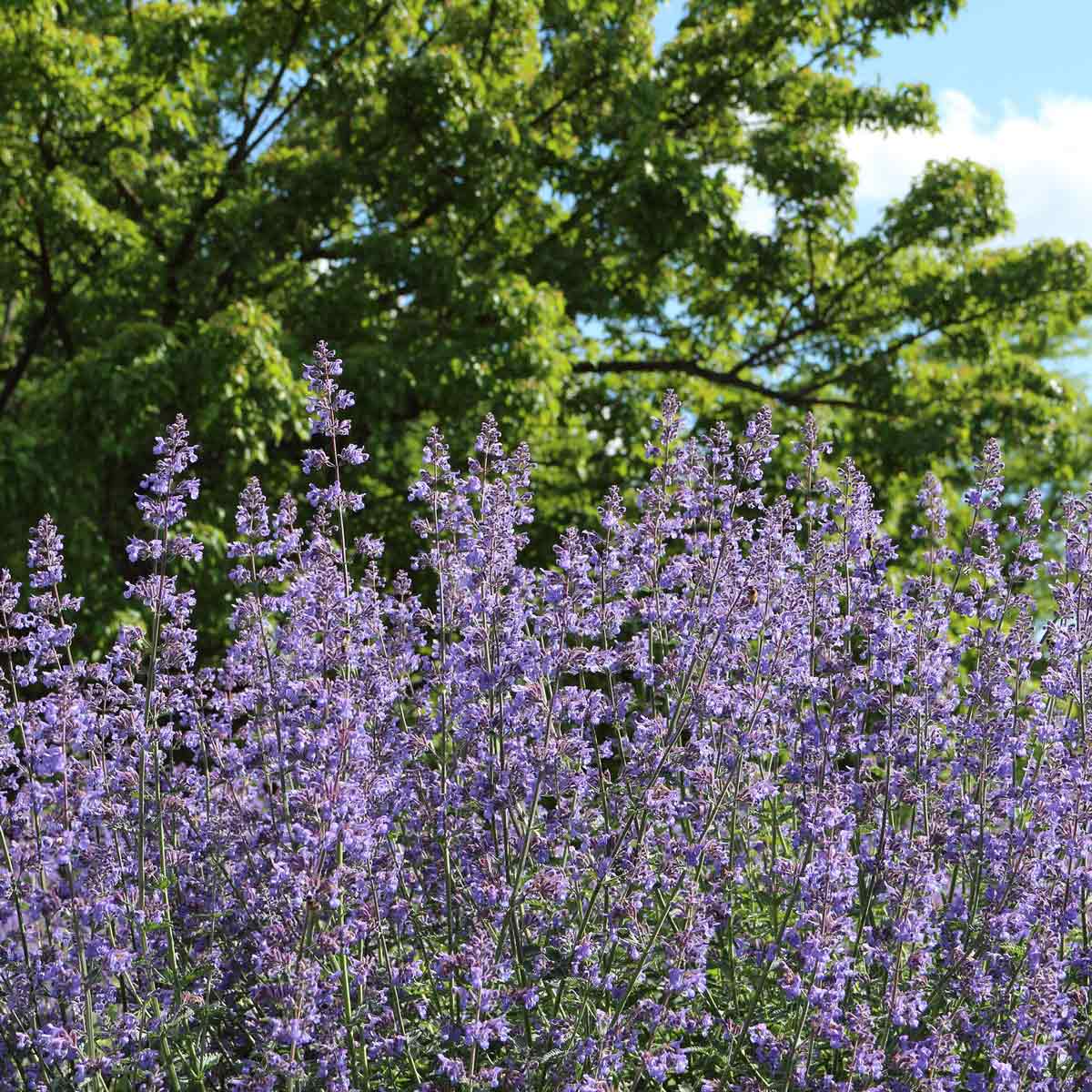 Catmint