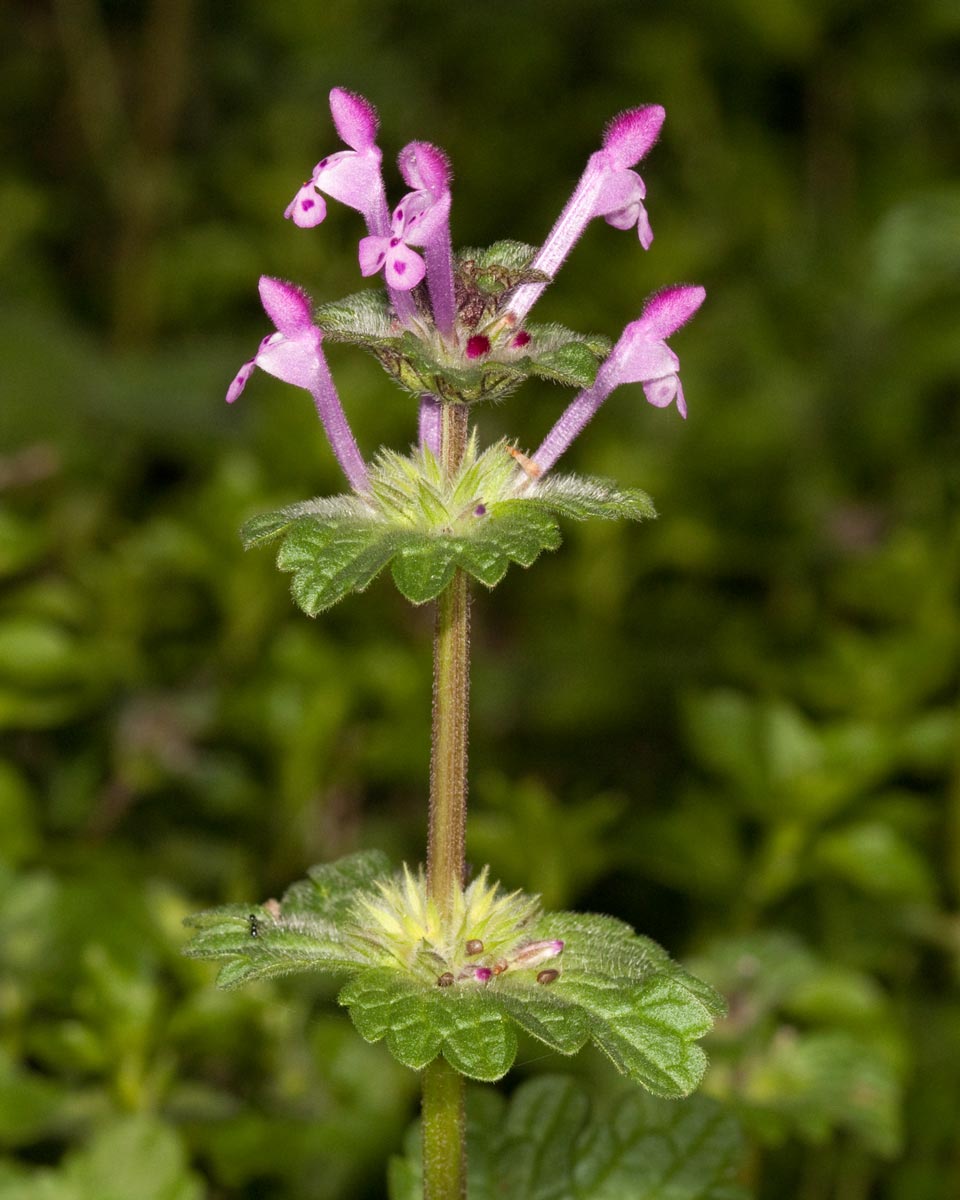 Henbit Deadnettle (Lamium amplexicaule)