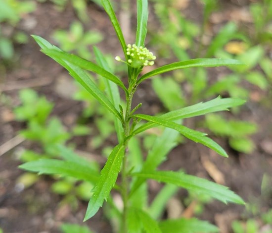 Virginia pepperweed flower stem