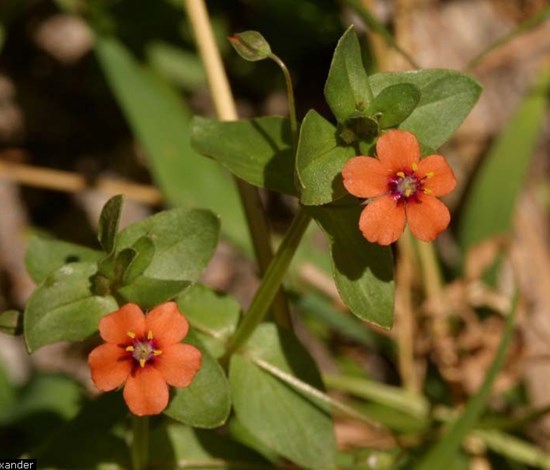 Scarlet pimpernel