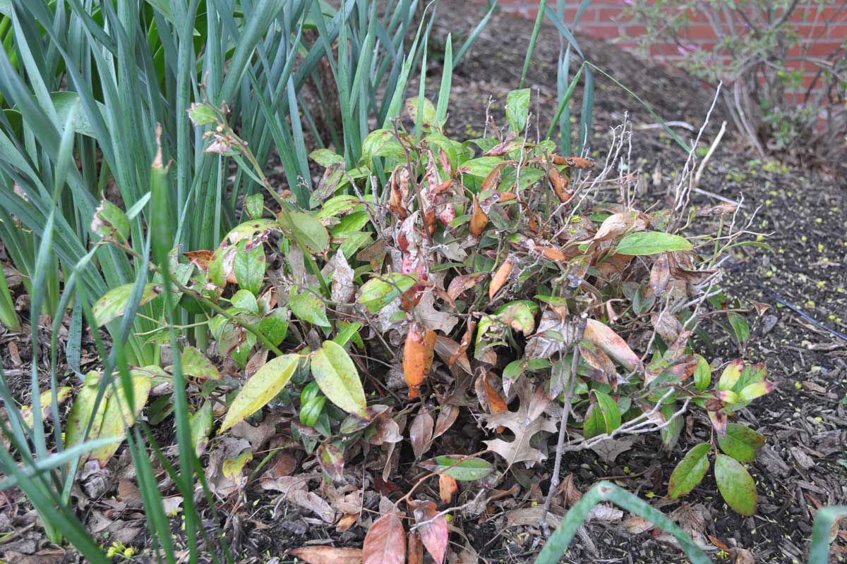 Winter windburned leucothoe