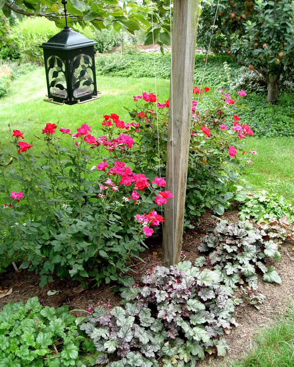 Bird feeder hung above plants