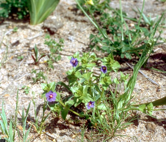 Scarlet pimpernel blue flowers