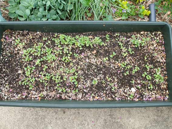Lettuce mix germinated in a window box