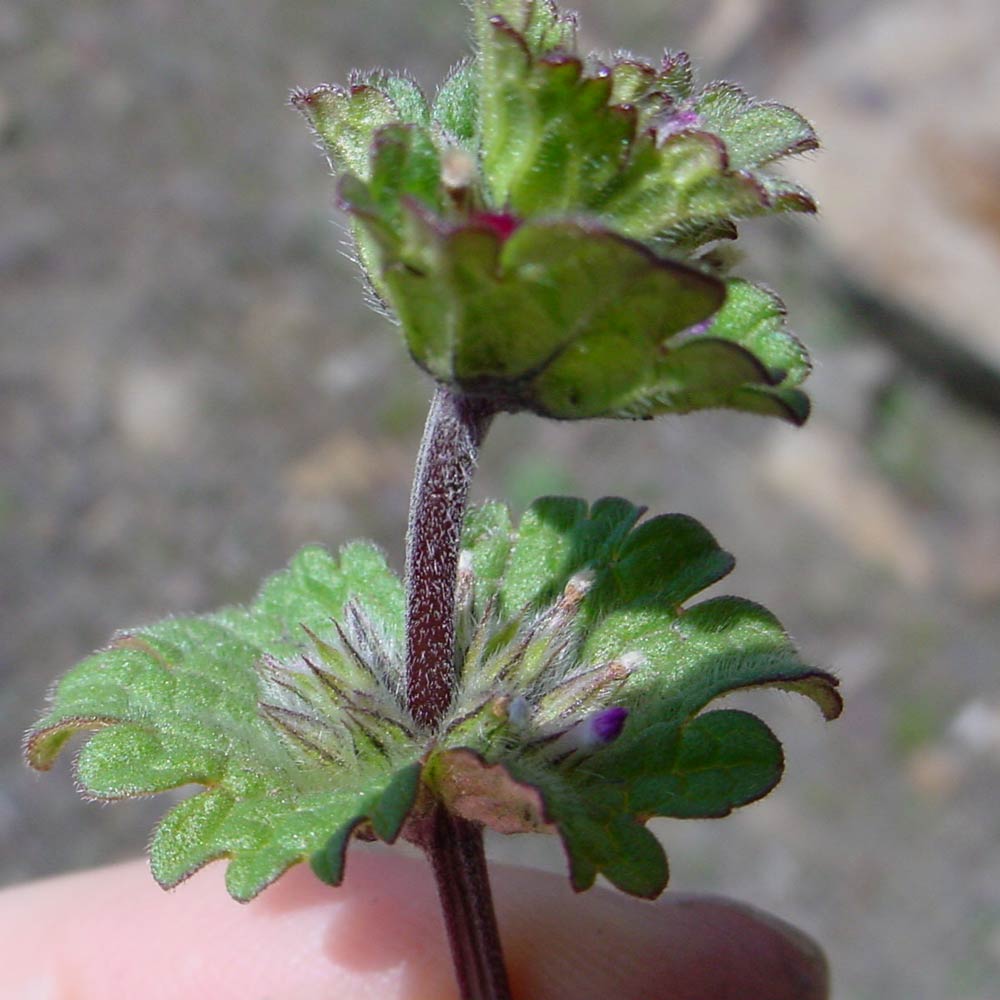 Henbit weed leaves