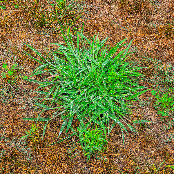 Crabgrass weed