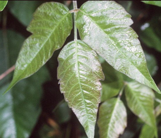 poison ivy shiny leaves