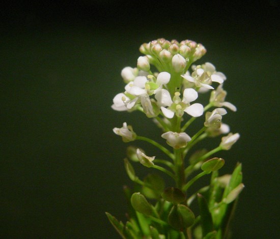 Virginia pepperweed flowerhead