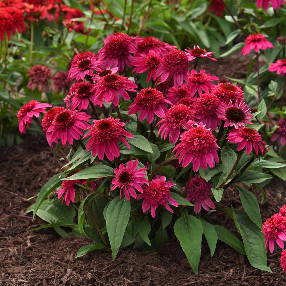 Coneflower Double Scoop Deluxe Watermelon