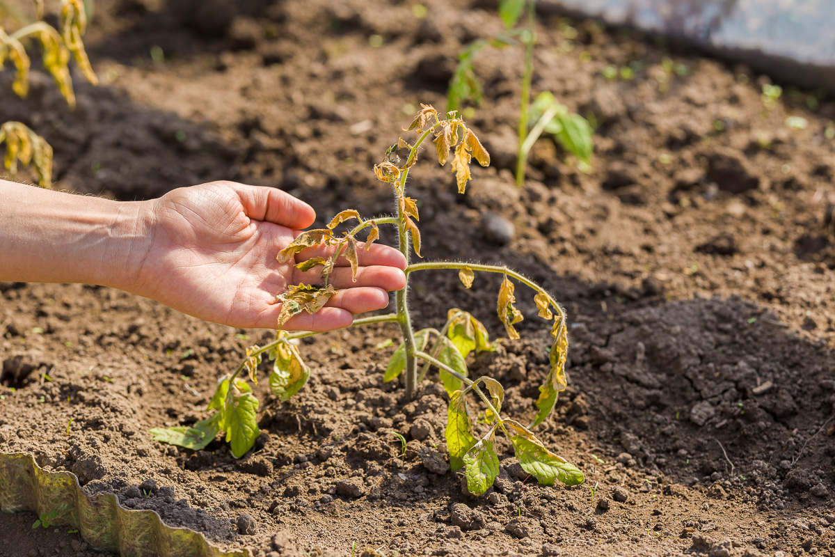 Why Aren’t My Tomato Plants Producing?