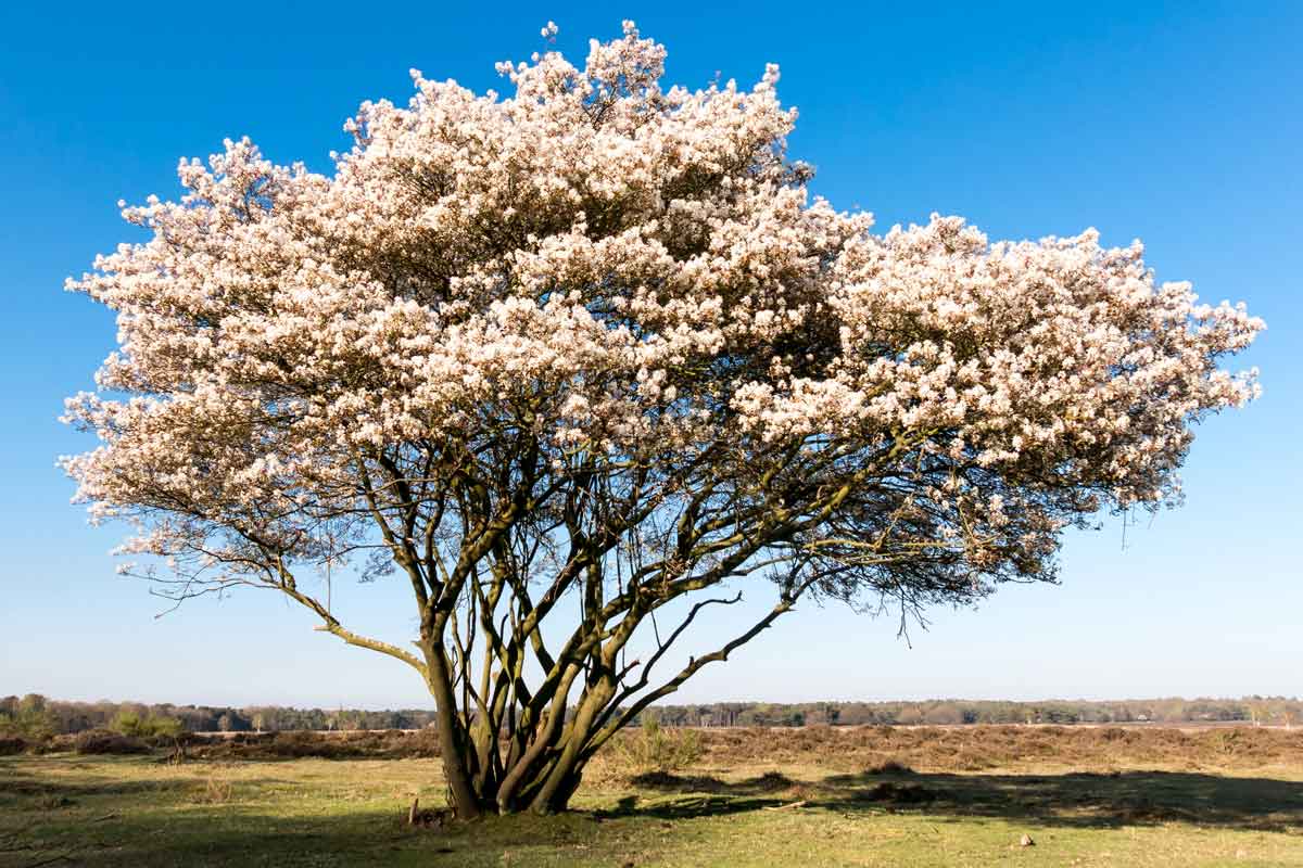 Serviceberry tree