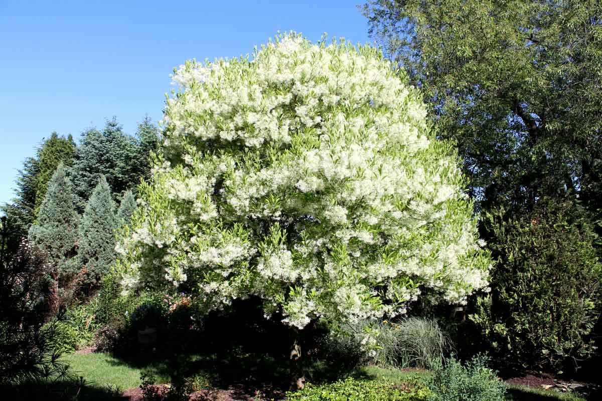 American fringe tree