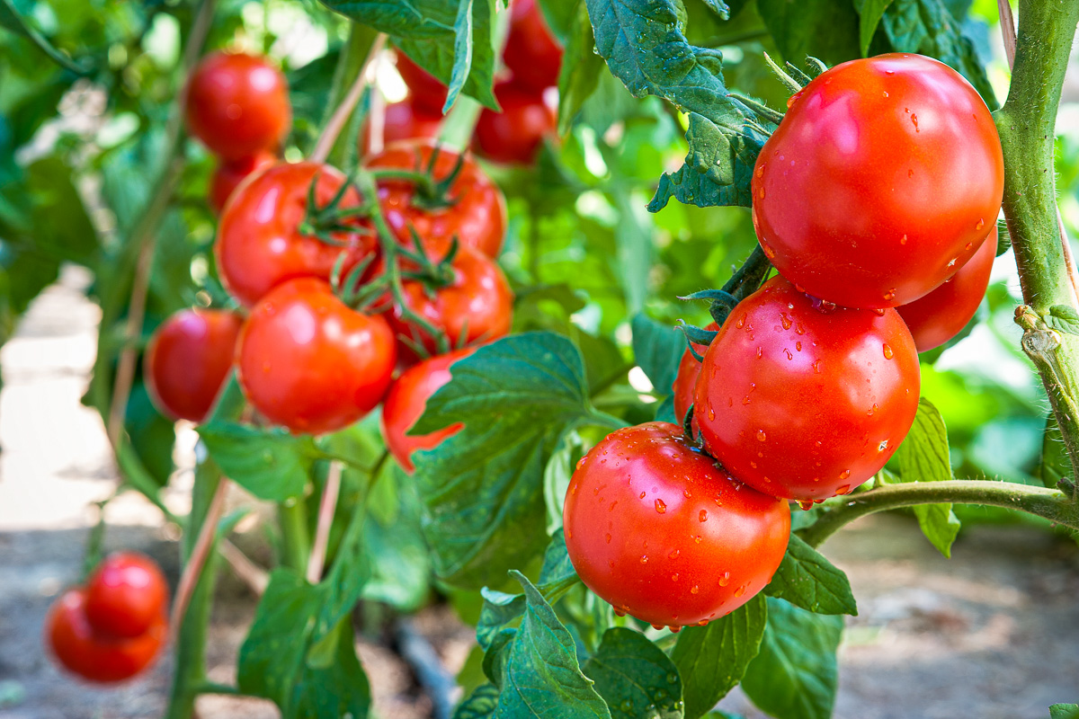 Tomato Plant