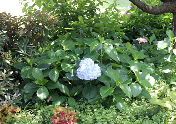 Sparse blooms on hydrangea