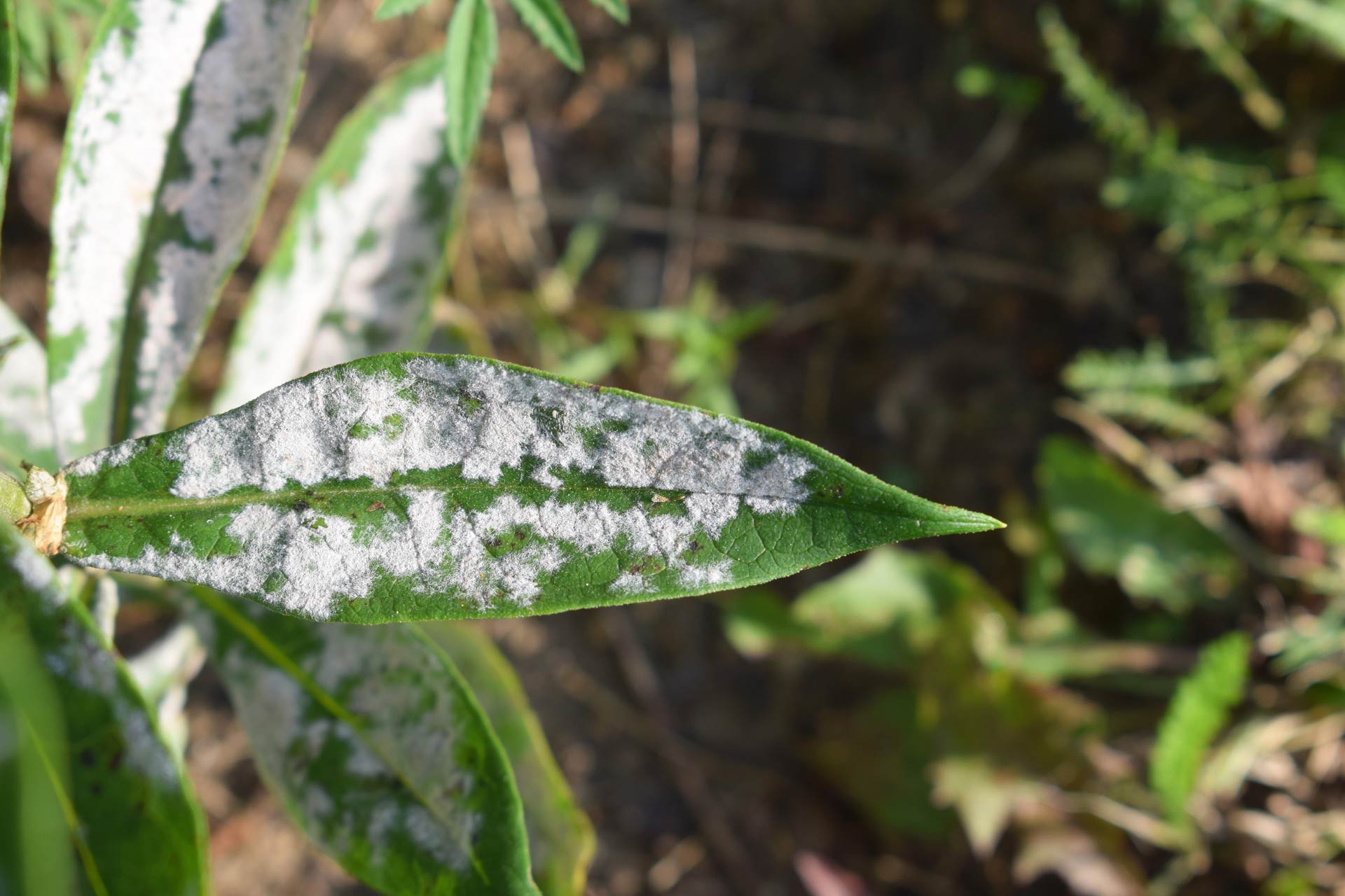 Powdery mildew on phlox leaf