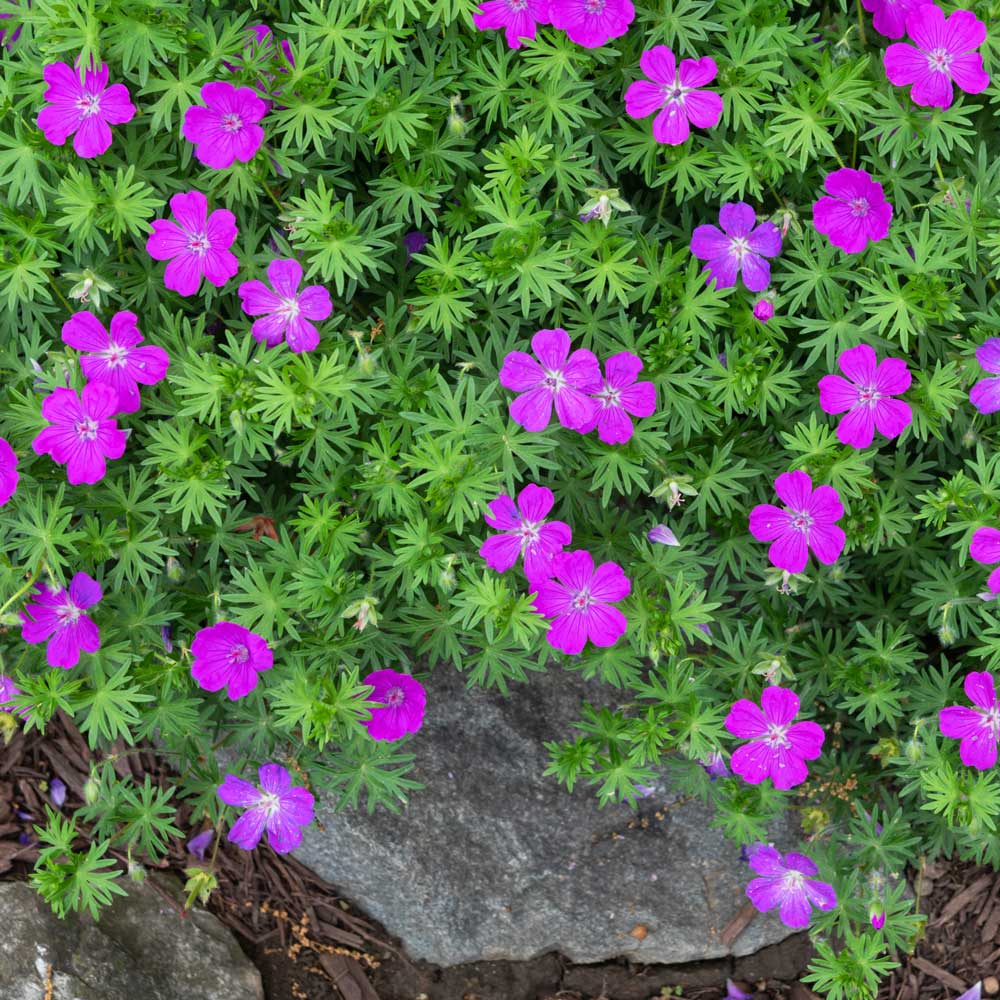 Cranesbill hardy geranium