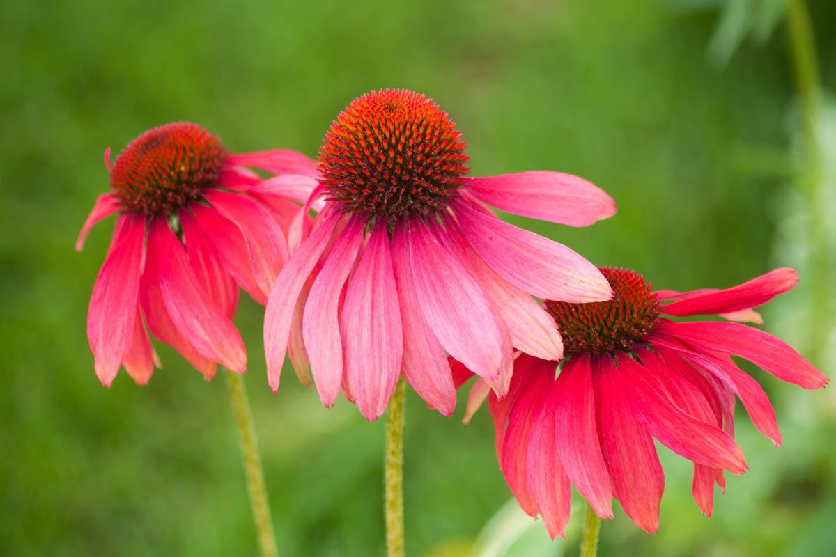 Coneflower