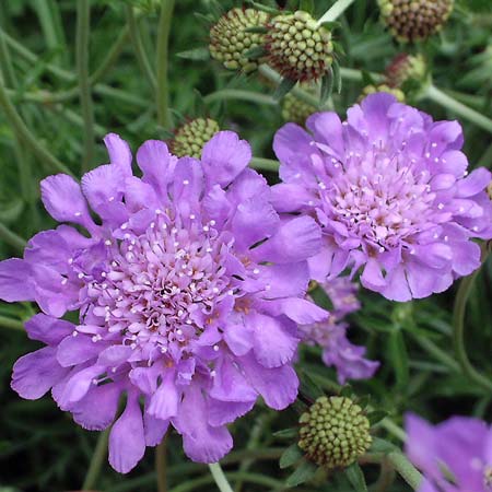 Pincushion Flower