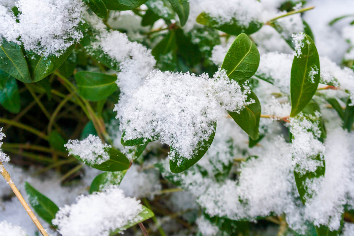 Snow-covered Vinca