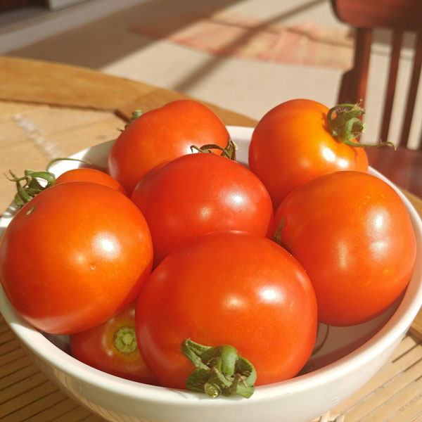 Red Racer Tomato