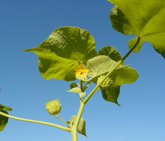 Velvetleaf