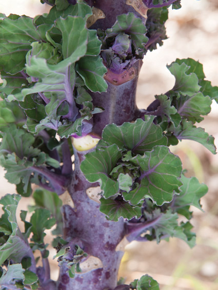 Kalettes