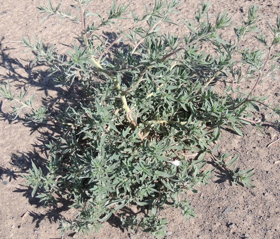 Kochia