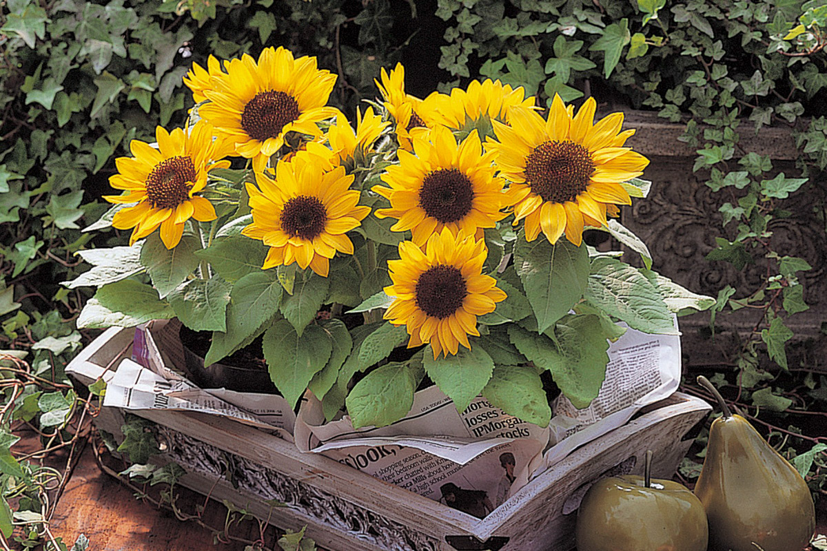 Sunny Smile Sunflower