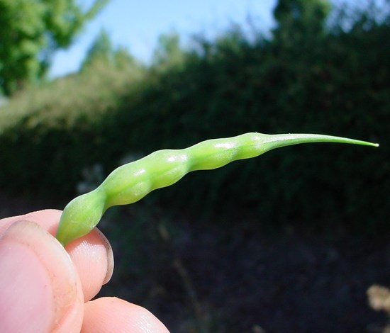 wild radish seedpod