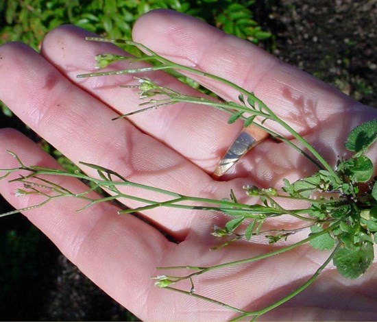 Cardamine Hirsuta, hairy bittercress 